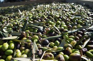 Foto Raccolta Olive