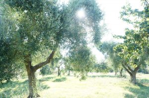 Pianta di Olivo