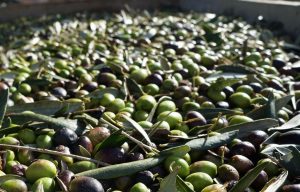 raccolta di olive