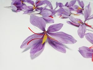 Saffron Flowers Crocus d'oro