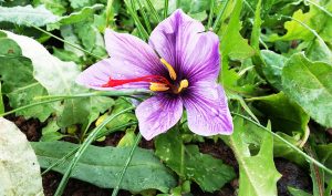 Crocus d'oro; Saffron of nepi; Zafferano di Nepi; Zafferano; Saffron Threads