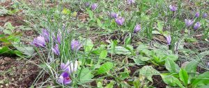 crocus d'oro; saffron flowers; harvest; fiori di zafferano; raccolta