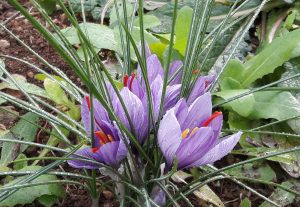 crocus d'oro; saffron flowers; harvest; fiori di zafferano; raccolta