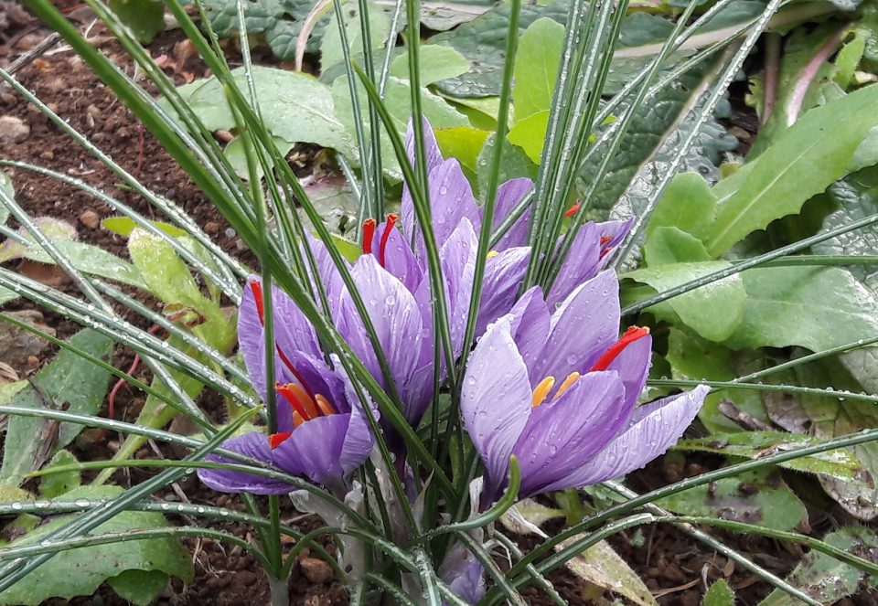 crocus d'oro; saffron flowers; harvest; fiori di zafferano; raccolta
