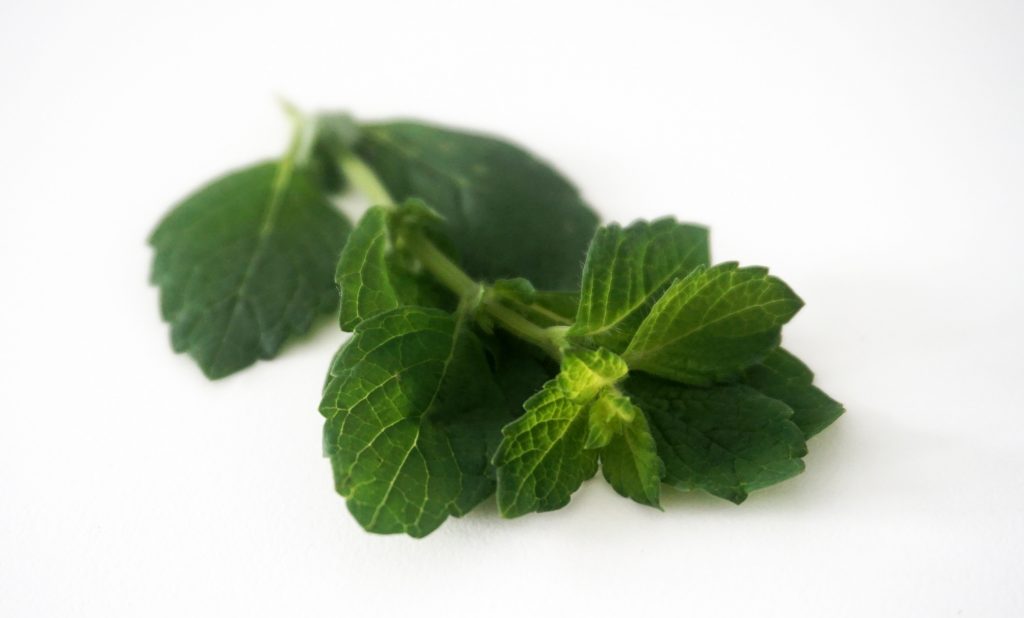 Melissa, lemon balm