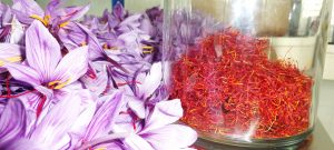 Raccolta 2018 Crocus: sbocciano i primi fiori