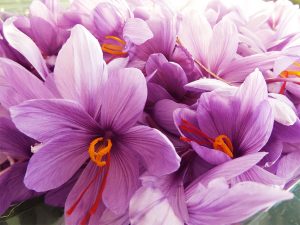Raccolta 2018 Crocus: sbocciano i primi fiori