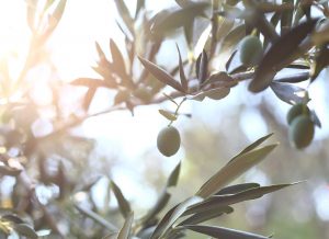 Olive tree brunch over white sky.
